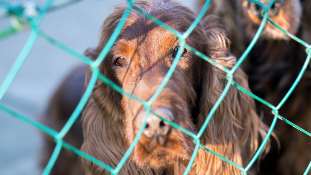 Evcil Hayvan Güvenlik Filesi