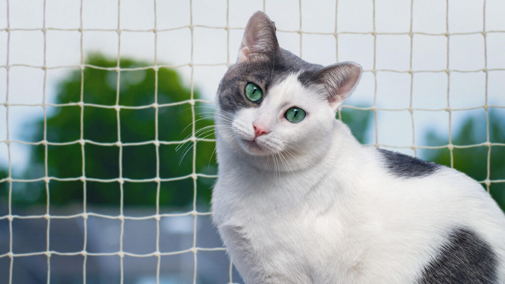 Kedi Güvenlik Filesi